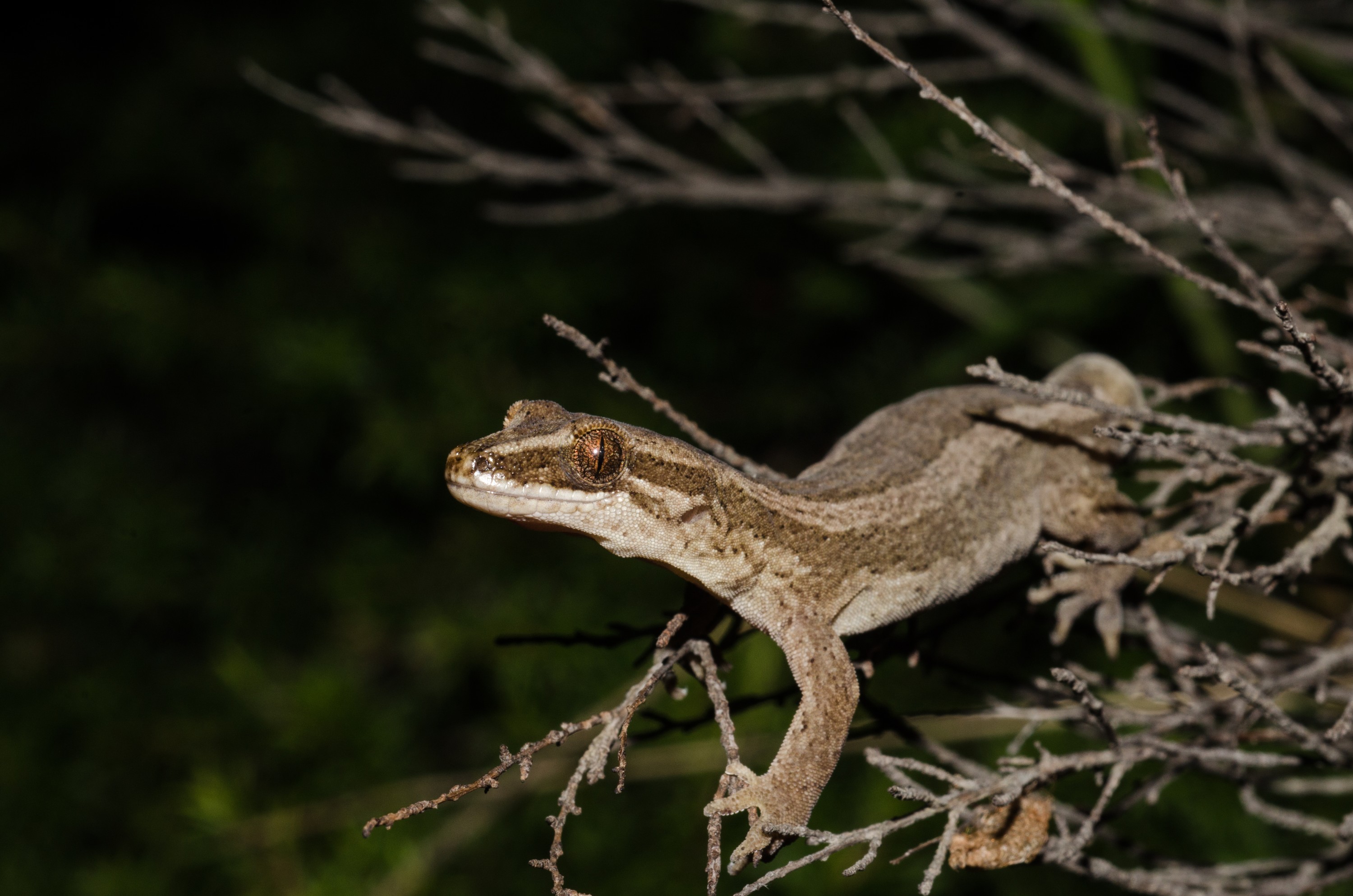 DSC_0091 – Matapia, gecko,  Dactylochnemis, Aupouri, Peninsula, Northland, unknown, lizard, Crispin, reptiles, amphibians, rare, cold, blood, new, new zealand, zealand, nz